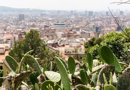 Opuntia, commonly called prickly pear, in Park Guell with aerial view to Barcelona city.  Opuntia is a genus in the cactus family, Cactaceae.の写真素材