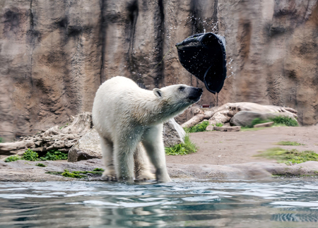 Polar bear (Ursus maritimus), also known as white bear, playing with plastic bucket. This bear is native mainly to Arctic Circle with body adapted for cold temperatures, for moving across snow and iceの写真素材