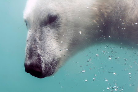 Head of Polar bear (Ursus maritimus) under water. Polar bears are excellent swimmers and often will swim for days. They may swim underwater for up to three minutes to approach seals on shore.の写真素材