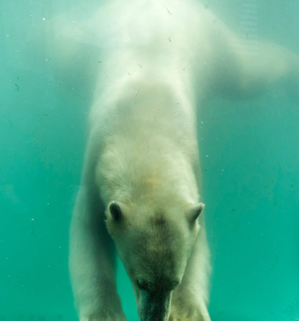 Polar bear (Ursus maritimus) swimming under water. Polar bears are excellent swimmers and often will...