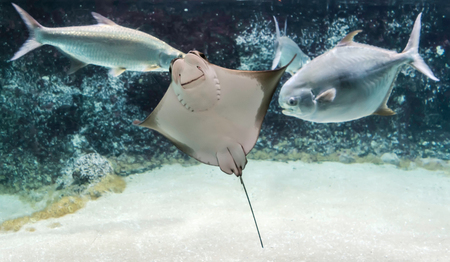 Cownose ray (Rhinoptera bonasus) swimming among fishes. Cownose rays have barb at the tail and weak venom to defend from the threat. It can pose a low to moderate risk to humans.の写真素材