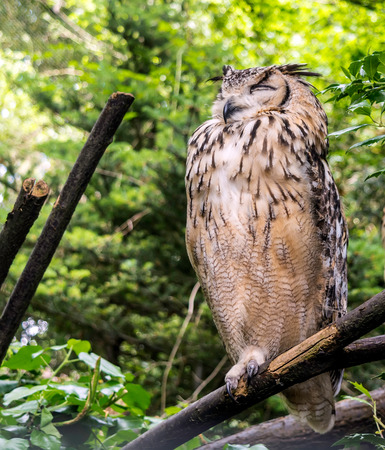 Indian eagle-owl, also called rock eagle-owl or Bengal eagle-owl (Bubo bengalensis). It is splashed with brown and grey, and has a white throat patch with black small stripes.の写真素材