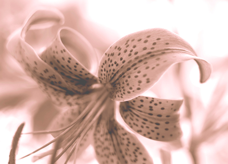 Abstract image of lily flower with pink tone and soft light style. Nature background.の写真素材