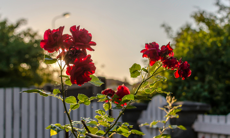 Red roses against summer evening sun. Sweet bright red roses, evening back light, selective focus.の写真素材
