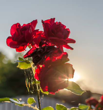 Red roses against summer evening sun. Sweet bright red roses, evening back light, selective focus.の写真素材