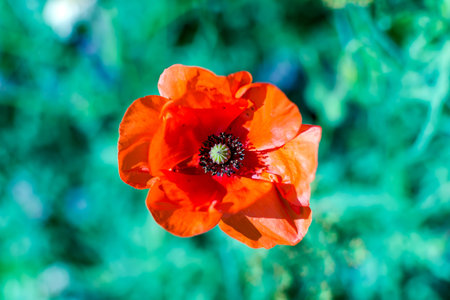 Bright scarlet red common poppy flower (Papaver rhoeas) shot from high angle against green grass. Its common names include also corn poppy, corn rose and field, Flanders or red poppy.の写真素材