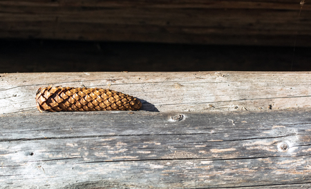 Natural brown fir-cone lying on the wooden logs lit by autumn bright sun.の写真素材