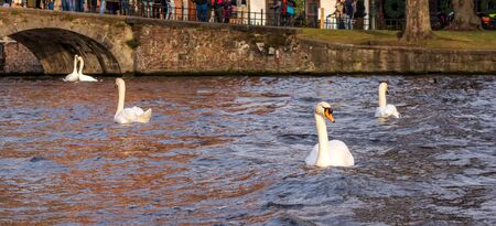 Several white swans floating on the canal waters in Bruges city center.の写真素材
