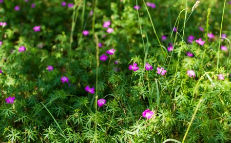 Blurry soft gentle background with many purple Longstalk Cranesbill flowers (Geranium columbinum) in the forest. Nature background with Geranium flowers. Soft dreamy image.の写真素材