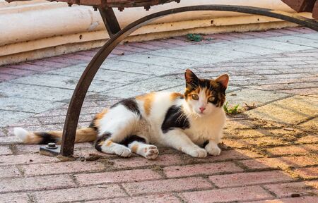 Cats of Malta - stray calico cat lying under the bench lit by evening warm sunlight at Sliema promenade.の写真素材