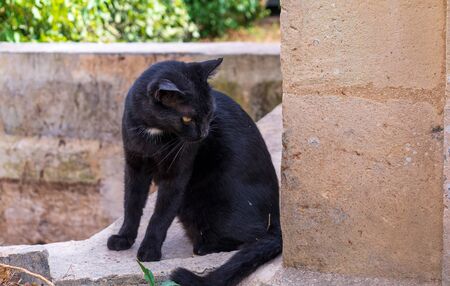 Cats of Malta. Stray black cat sitting on the porch at the entrance to one of the St. Paul's Catacombs in Rabat, Malta.の写真素材