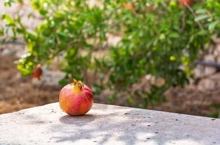 Pomegranate fruit lying at the grey concrete slab lit by bright sun at the green background.の写真素材