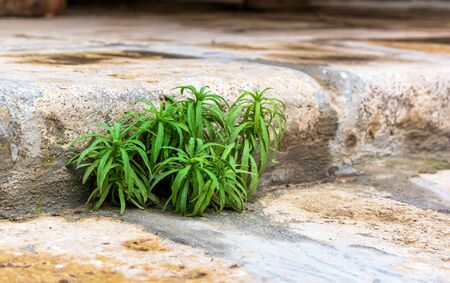 Green plant growing right from stone slabs. Zest for life.の写真素材