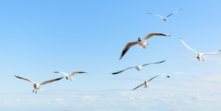 Flock of seagulls flying in the blue sky, with their wings open. Black-headed gulls (Chroicocephalus...