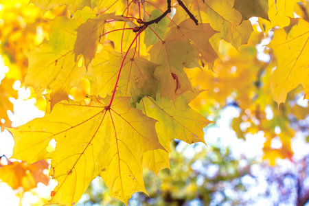 Yellow maple leaves in autumn season with blurred background. Colorful bright foliage in the autumn...