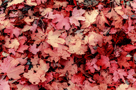 Red maple leaves background. Creative autumn background of fallen red leaves in the forest. Seasonal...