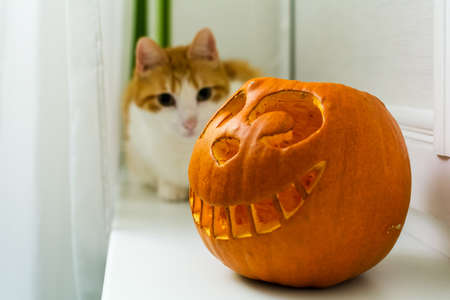 The Cheshire Cat shape carved pumpkin with out of focus red cat sitting in the background. Halloween Pumpkin on window sill with cat. Wide smiling Jack O Lantern halloween pumpkin.の写真素材