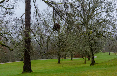 Moss wrapped old trees and bushes in autumn with green grass lawn around and bird nest in Turaida Museum Reserve of Gauja National Park, Latvia. Healthy environment concept background.の写真素材