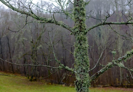 Moss wrapped old tree in autumn with mystic creepy woods in the background in Turaida Museum Reserve...