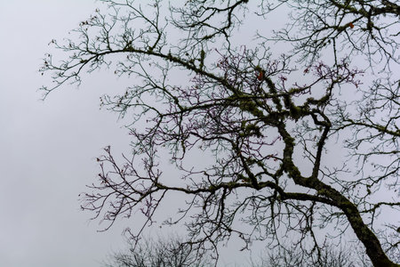 November background with tree branches silhouette against grey dismal sky. Naked tree background...