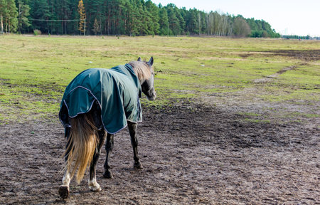 Dapple gray coloured horse going away to the meadow in sunny day wearing green horse blanket.