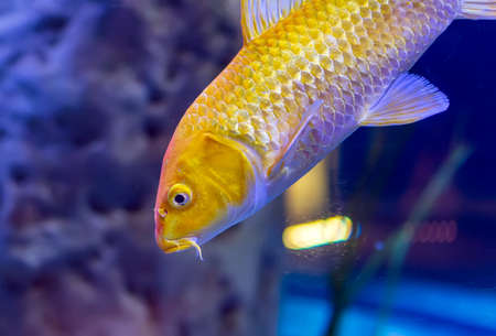 Golden yellow Ogon Koi carp (Cyprinus rubrofuscus "koi") fancy fish swimming in aquarium. Ogon is a metallic koi of one color only (hikarimono). The Japanese name means "gold".の写真素材