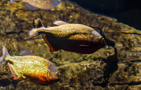 Red-bellied piranha, also known as the red piranha (Pygocentrus nattereri) danger fish in the fish tank. Floating predatory animal.の写真素材