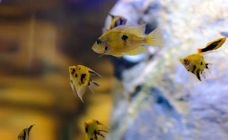 Gold Aulonocara species âOB Peacockâ cichlid in fish tank, with several yellow angelfish at the background. The meaning of OB is Orange blotched.の写真素材