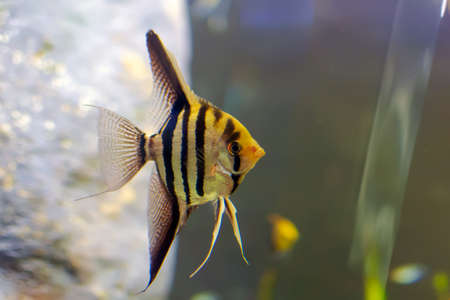 Pterophyllum altum, also referred to as the altum angelfish, deep angelfish, or Orinoco angelfish, in fish tank.の写真素材