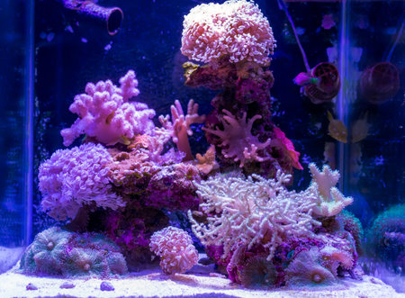Various species of multi-colored corals in aquarium. Colorful corals live underwater in purple light. Aquarium bottom decoration. Underwater life.の写真素材