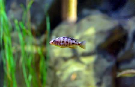 Aulonocara species âOB Peacockâ cichlid in fish tank. The meaning of OB is Orange blotched.の写真素材