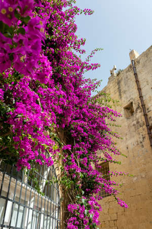 Window overgrown with lush Bougainvillea branches. Mdina architecture with arched window, vintage lantern and creeping plant.の写真素材