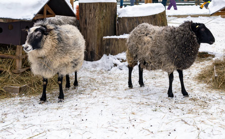 Two sheep standing in snowy yard, looking to the different ways.