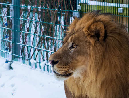 Portrait of an African lion (Panthera leo) male in a snowy environment. It is a large muscular cat with rounded head and prominent mane.の写真素材