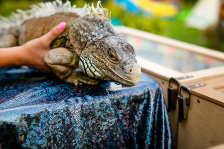 Green iguana sitting on the hands of womanの写真素材
