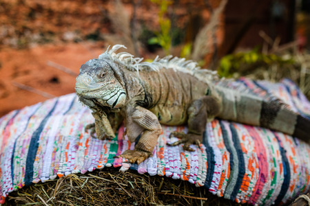 Male Green Iguana as a pet. Outdoor children partyの写真素材
