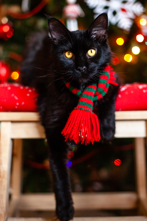 Black little cat Maine coon with red and green scarf near Christmas tree.の写真素材