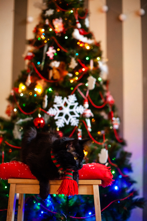 Black cat Maine coon with red and green scarf n the chair near Christmas tree.の写真素材