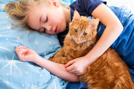 Ginger fluffy cat with little sleeping girl on the blue bed.の写真素材