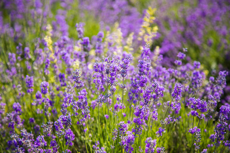 Lavender bushes closeup on sunset. Sunset gleam over purple flowers of lavender. Bushes on the...