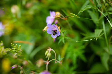 Small purple flower growing in the mountains and black and yellow bee. Green background.の写真素材