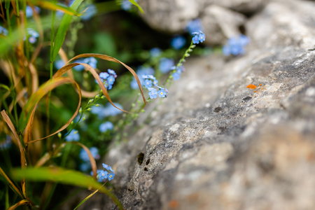 Tiny blue flowers growing in the rock. Warm and cool summertime in the mountains.の写真素材
