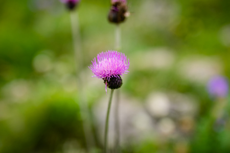 Small purple flower growing in the mountains and black and yellow bee. Green background.の写真素材
