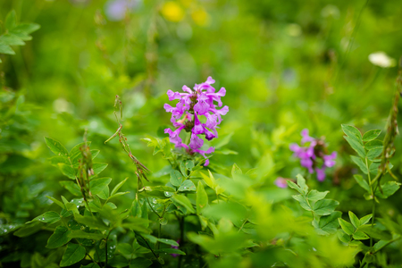 Small purple flower growing in the mountains and black and yellow bee. Green background.の写真素材