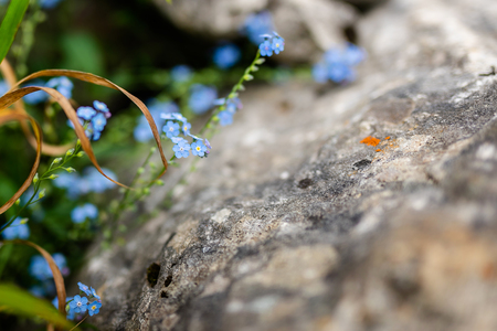 Tiny blue flowers growing in the rock. Warm and cool summertime in the mountains.の写真素材
