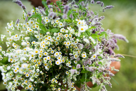 Bouquet of tiny white flowers growing in the rock. Warm and cool summertime in the mountains.の写真素材