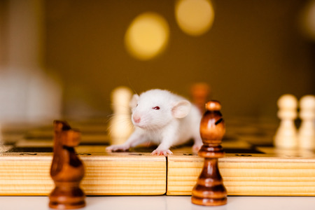 Cute little white rat with big ears siting on the chess board on the warm yellow background.の写真素材