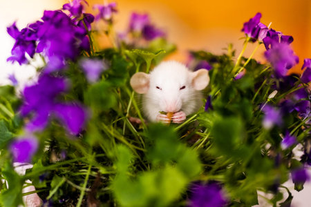 Cute little white rat with big ears siting in the bush of purple flowers on the warm yellow...
