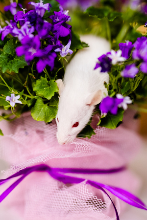 Cute little white rat with big ears siting in the bush of purple flowers on the warm yellow background.の写真素材