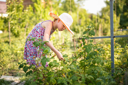 Little girl working in a small spring backyard garden with plants. Kid helping at the farm.の写真素材